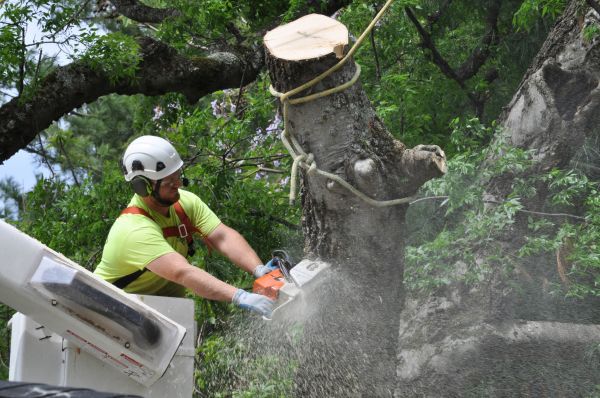 Fredericksburg Tree Trimming